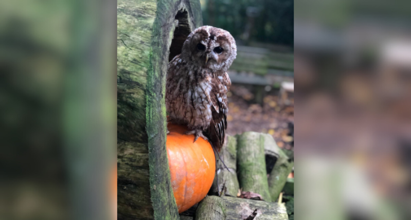 Owl-o-Ween at Hawk Conservancy Trust